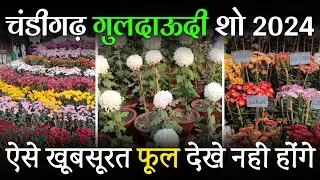Chrysanthemum Show Chandigarh 2024 | Chandigarh Flower Show | Guldaudi Show Chandigarh