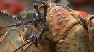Crab Fortress
