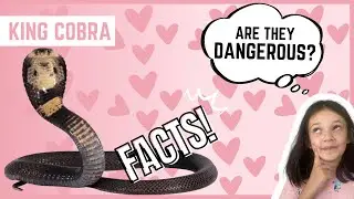 KING COBRA SNAKE | Animal Fun Facts | (For Kids)