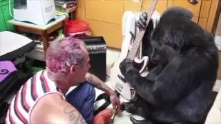 Koko Knows /// Joe Dart ft. Flea