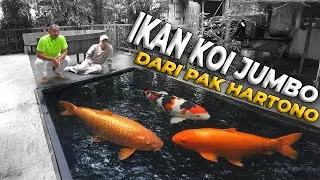 3 EKOR IKAN KOI 1 METER DARI BOSKOI PAK HARTONO!
