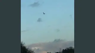 windmill