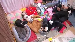 Gabby's dry treats Nanny Pam vid ends 110pm 932019