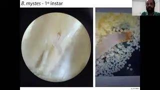 Isaac Jorge - Nemonychidae (Coleoptera, Curculionoidea): biologia comparada e perspectivas