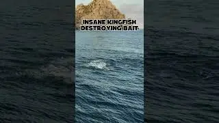 yellowtail kingfish feedfrenzy!!!!!!