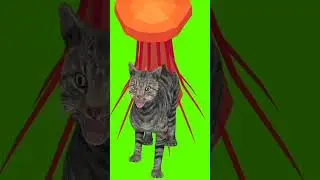 Green Screen Kitten , Screaming Cat Meme
