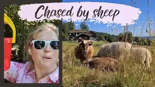 Runaway sheep at the homestead in Norway 🇳🇴 🐏