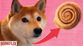 Why this Shibas TAIL is made of CINNAMON BUN