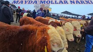 MAYDA MOLLAR NARXI SAMARQAND PASTDARGOM JUMA MOL QUY BOZORI UTKIR UZ 90 505 29 30 