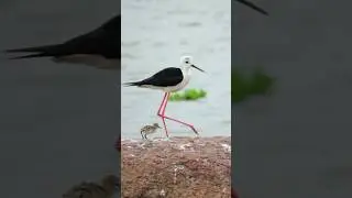 Black Winged Stilt bird and its baby #birds #wildlife #birdsounds #nature #hatchling #shorts