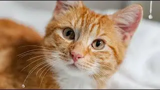 Playlist(cat purring) - Adorable Gray Kitten in a Basket 🐾❤️