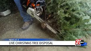 Don't toss it! Easy ways to recycle your Christmas tree this season