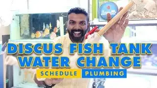 Discus Fish Tank Water Change | Schedule & Plumbing