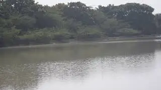 village pond , royality free footage, no copyright video, creative commons attribution