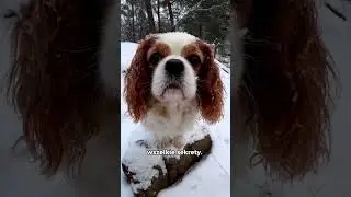 Kr&oacute;tko o rasie Cavalier King Charles Spaniel