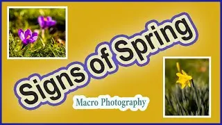 Signs of Spring Macro Photography