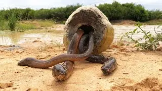 Unique eel fish Trapping - Amazing Man make eel fish trap using coconut