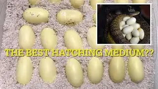Snake eggs; hatching box substrate ?