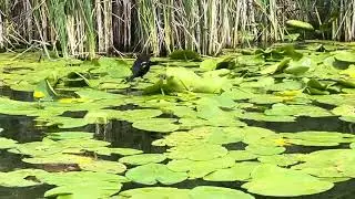 Wildlife: Bird-