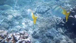 Snorkeling @ ilot canard Noumea , New Caledonia