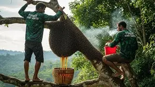 2026 Forest Honey Harvest | Collecting Wild Honey with an Enormous Gourd | Wild Honey Harvesting