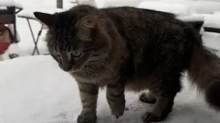 тест трансы бчб