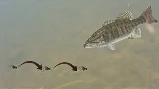 How to Crayfish Hop