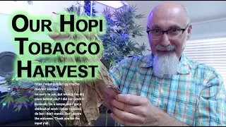 Our Hopi Tobacco Harvest: 1000 Year Old Tobacco, Nicotiana Rustica, Strong/Aztec Tobacco