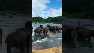Gentle Giants Bathing in Sri Lanka&rsquo;s Rivers 🐘 #shorts #nature #srilankananimals