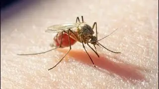 Protection Against Malaria in Three Doses - A Breakthrough that Could Save Millions of Lives
