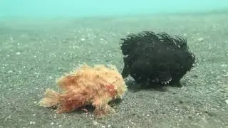Two Hairy Frog-Fish Take a Walk