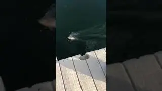 *GIANT* 50 inch Muskie EATS SUNFISH #shorts