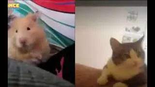 OMG 🤣 (non-ai) #hamster #cat #shorts #funny #mammal #pet #IDK