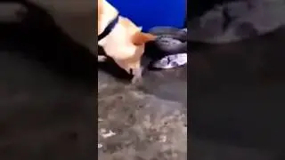 Dog Saves Fish - Animal Kindness 💘 #amazing #animals #kindness #respect #rescue