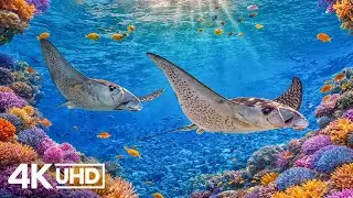 Peaceful 4K Aquarium Adventure 🐠 Gentle Underwater Calm for Deep Sleep & Relaxation