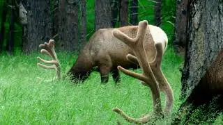 The Top 10 Best National Forests in the U S 2024