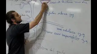 Desagüe de líquidos hacia la sangre venosa