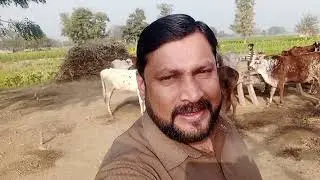 Cholistani Desi Gaaye in Pakistan || Desi Mix Gaye with Cow Baby