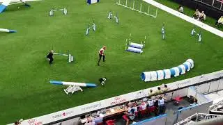SELENE Iban Cubedo Alcazar Large Agility AWC 2019