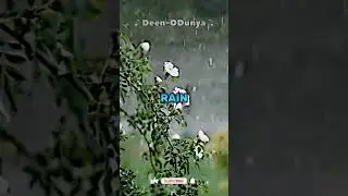Blessings of Allah SWT @Deen-ODunya #allah #allahuakbar #blessings #youtubeshorts #deenodunia