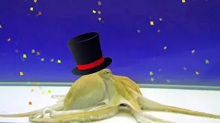 Funny Octopus Performs Amazing Magic Trick