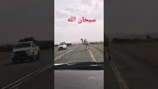 Camels 🐫 crossing road #live #food #travel #love #imrankhan