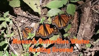Monarch Butterflies Winter Nesting Ground