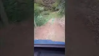 Kiwi Bush Adventure 20251225 204228