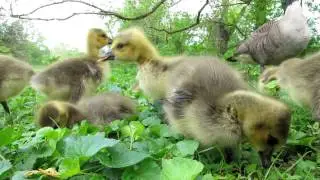 Baby Canadian Geese @ Valley Forge
