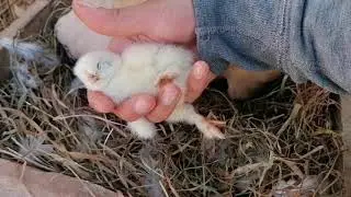 YA NACIERON los POLLITOS de TUSHI, salió uno gris 😍 | Mariana Mai