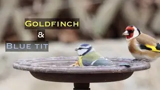 Blue tit with singing goldfinches