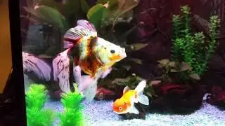 Ryukin Goldfish (tricolor)