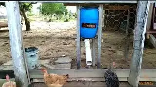 Galinheiro automático de fácil instalação