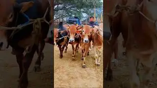 Cow videos 981😅 #shortsvideo #funnyshorts #funny #cowGoru #cowcow #funnycow #animals